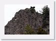 Mountain Goat