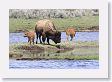 Bison