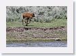 Bison