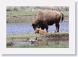 Bison