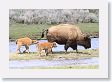 Bison