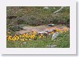 Extreme environment wildflowers at Fountain Paint Pot