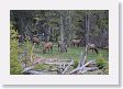 Elk