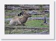Elk