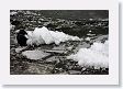Partially frozen Lake Yellowstone