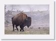 Bison steam bath