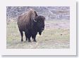 Bison