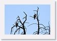 On this morning, the early-bird is a Red-tailed Hawk