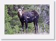 We first checked in on the injured moose at the east end of Lamar Valley