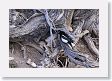 Black-billed Magpie