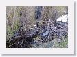 Beaver dam in pond near Soda Butte Creek