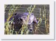 Beaver in pond near Soda Butte Creek