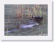 Beaver in pond near Soda Butte Creek
