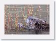 Beaver in pond near Soda Butte Creek