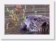 Beaver in pond near Soda Butte Creek