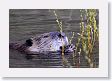 Beaver in pond near Soda Butte Creek