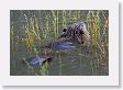 Beaver in pond near Soda Butte Creek