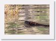 Beaver in pond near Soda Butte Creek