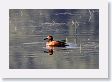 Cinnamon Teal in Soda Butte Creek