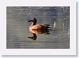 Cinnamon Teal in Soda Butte Creek