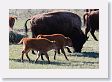 Slough Creek Bison