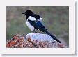 Black-billed Magpie at Park Headquarters