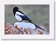 Black-billed Magpie at Park Headquarters
