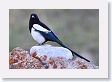 Black-billed Magpie at Park Headquarters