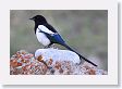 Black-billed Magpie at Park Headquarters