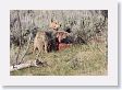 Coyote scavaging wolf-killed Elk