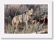 Coyote scavaging wolf-killed Elk