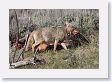 Coyote scavaging wolf-killed Elk