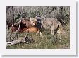 Coyote scavaging wolf-killed Elk