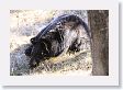 Black Bear