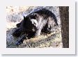 Black Bear