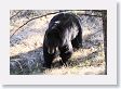 Black Bear