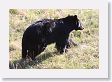 Black Bear