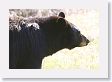 Black Bear