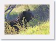 Black Bear
