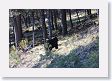 Black Bear