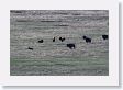 White Line got a little too close to a 2nd Bison herd
