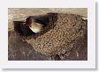 Cliff Swallows nesting under an outhouse roof