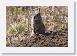 Ground Squirrel