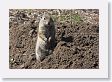 Ground Squirrel
