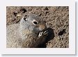 Ground Squirrel