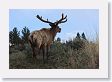 Elk on Blacktail Deer Plateau