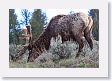 Elk on Blacktail Deer Plateau
