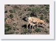 Bighorn Sheep