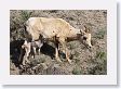 Bighorn Sheep