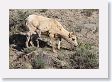 Bighorn Sheep